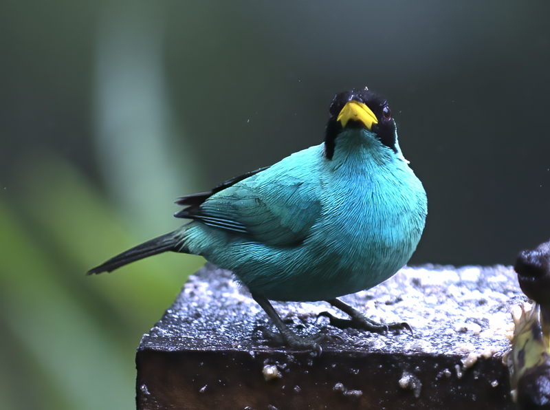 Green_Honeycreeper_18_Ecuador_025