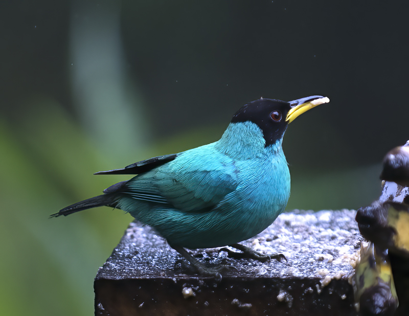 Green_Honeycreeper_18_Ecuador_029