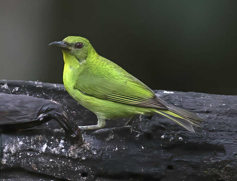 Green_Honeycreeper_18_Ecuador_041