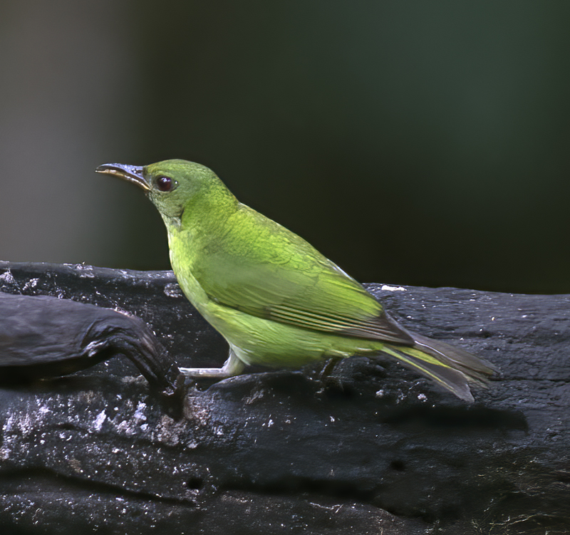 Green_Honeycreeper_18_Ecuador_042