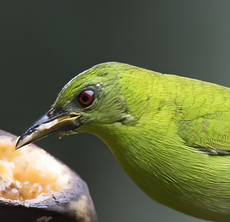 Green_Honeycreeper_18_Ecuador_044