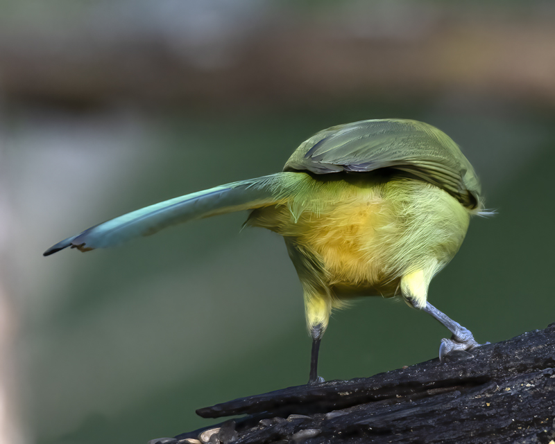 Green_Jay_19_TX_004