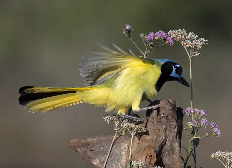 Green_Jay_22_TX_007