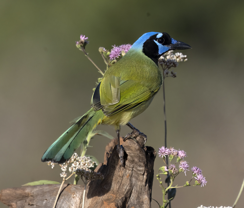 Green_Jay_22_TX_012
