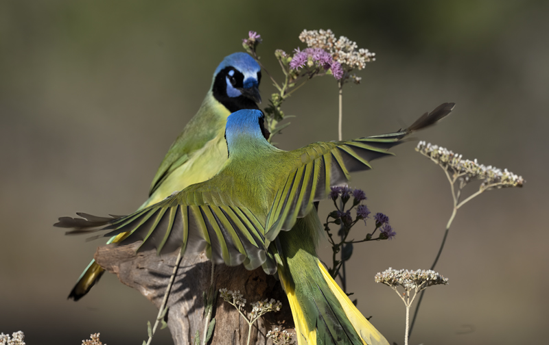 Green_Jay_22_TX_019