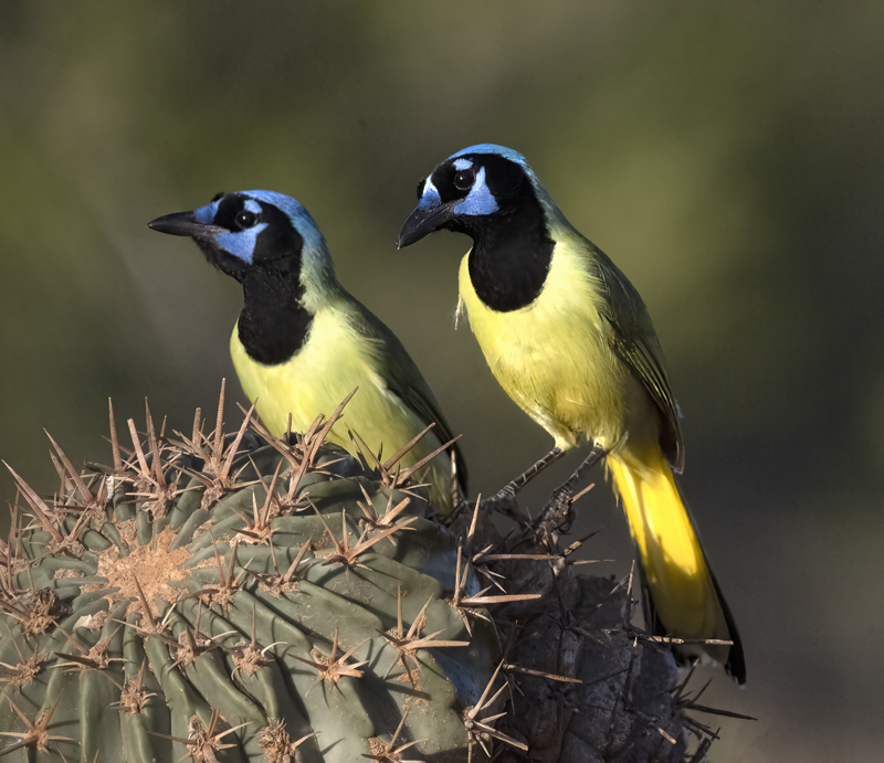 Green_Jay_22_TX_082