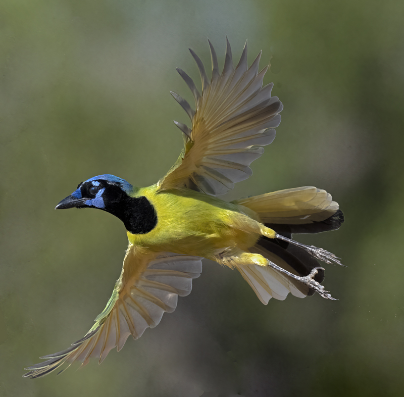 Green_Jay_22_TX_104