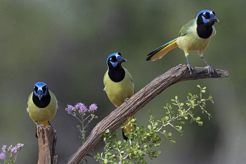 Green_Jay_22_TX_115