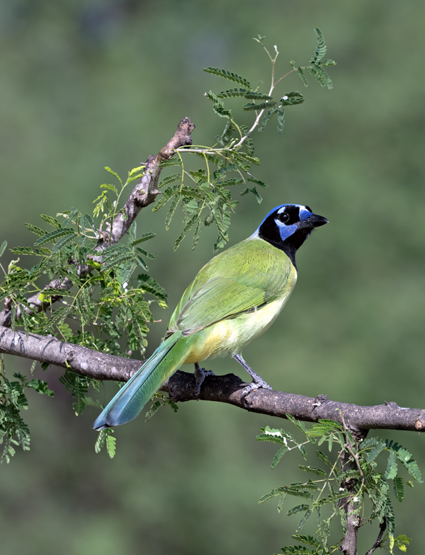 Green_Jay_24_TX_L_017