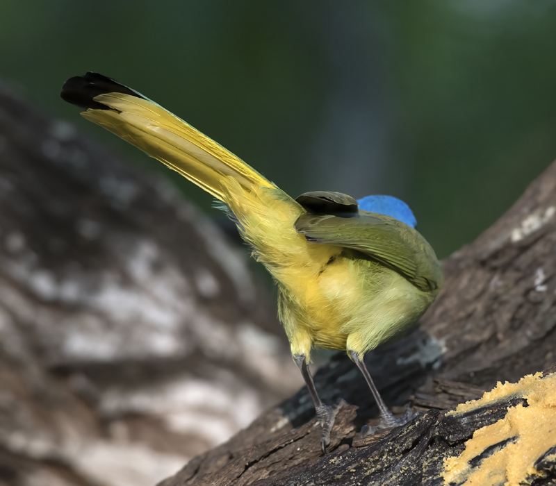 Green_Jay_TX_18_012