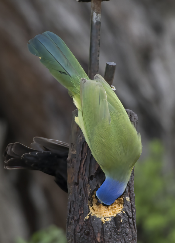 Green_Jay_TX_18_064