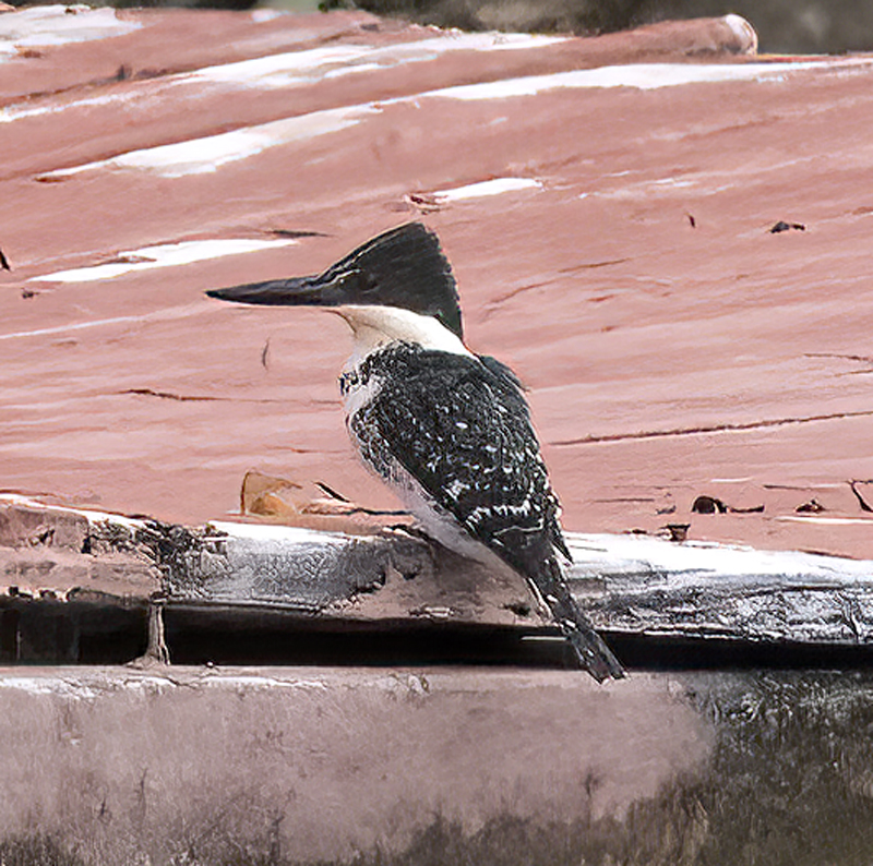 Green_Kingfisher_22_TX_076