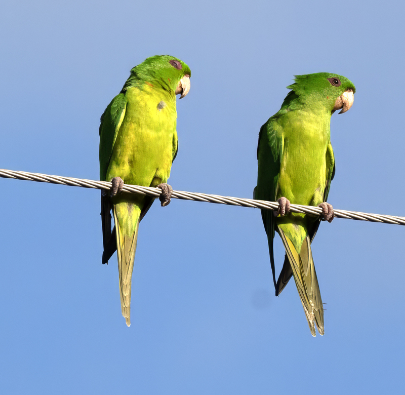 Green_Parakeet_24_TX_C_501