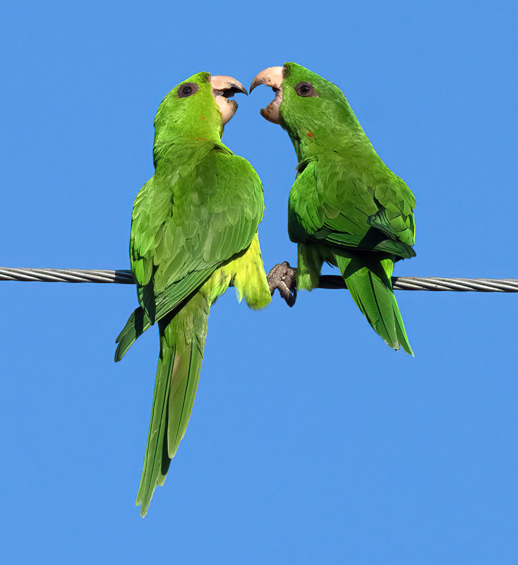 Green_Parakeet_24_TX_L_041