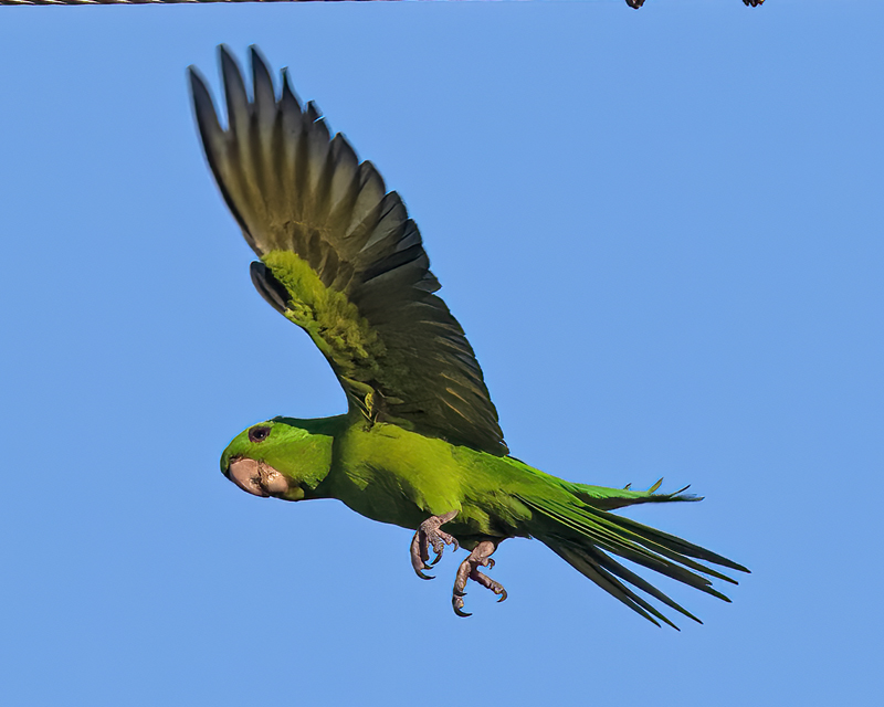 Green_Parakeet_24_TX_L_063
