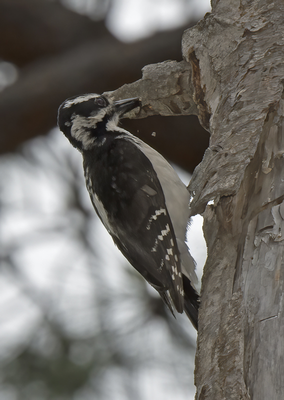 Hairy_Woodpecker_17_OR_111