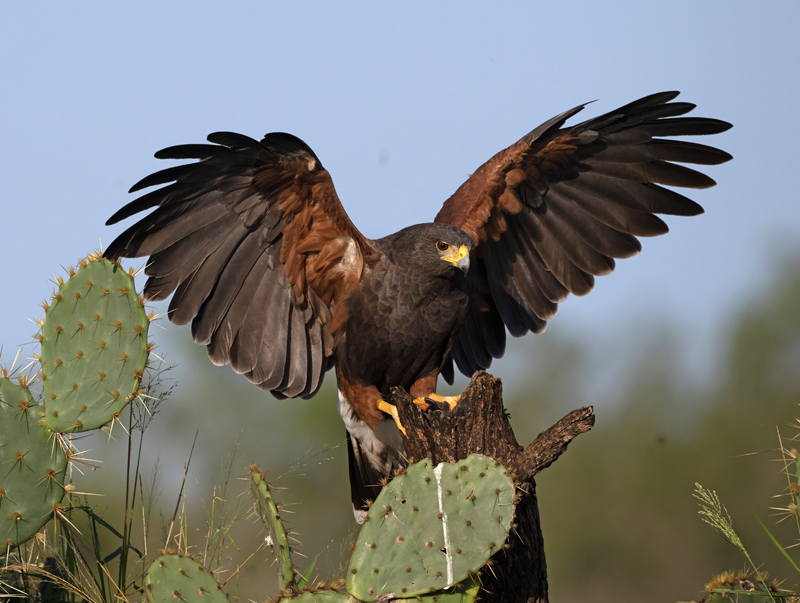Harris_Hawk_24_TX_C_503