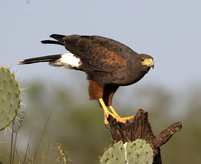 Harris_Hawk_24_TX_C_505
