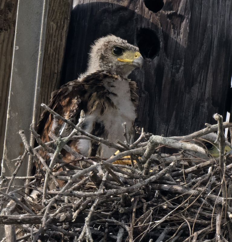 Harris_Hawk_24_TX_L_226