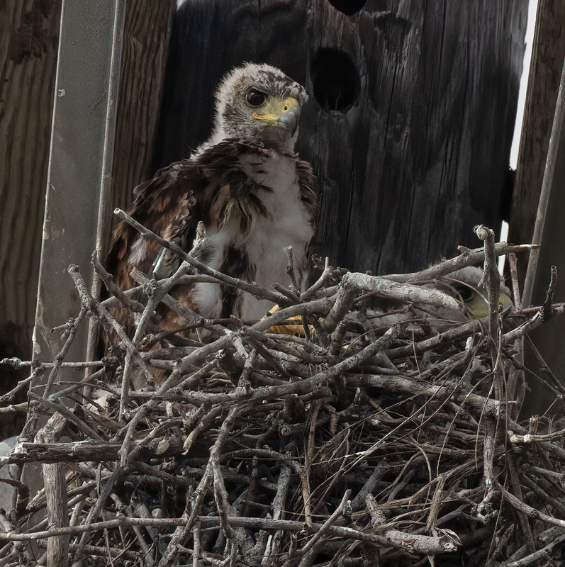 Harris_Hawk_24_TX_L_234
