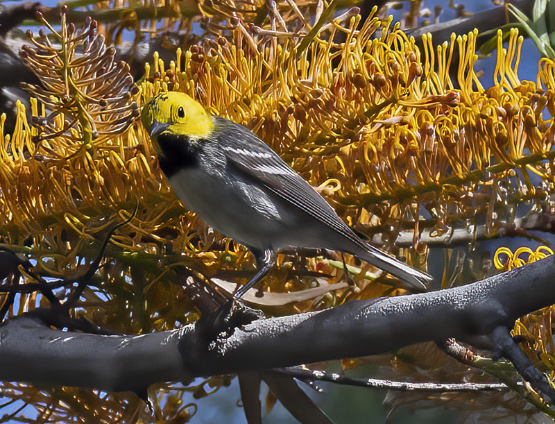 Hermit_Warbler_21_CA_006