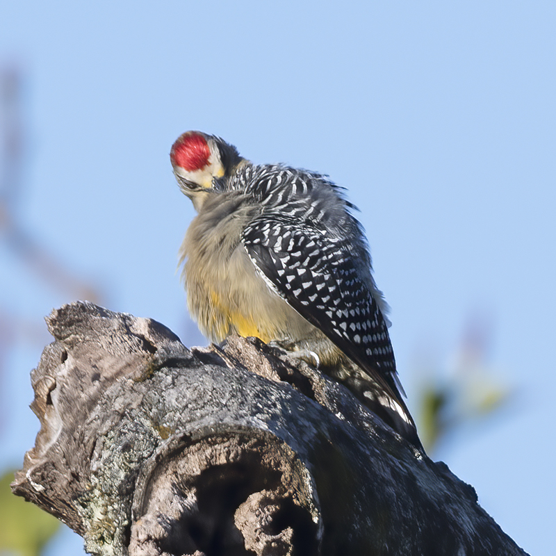 Hoffmans_Woodpecker_17_Costa_Rica_012