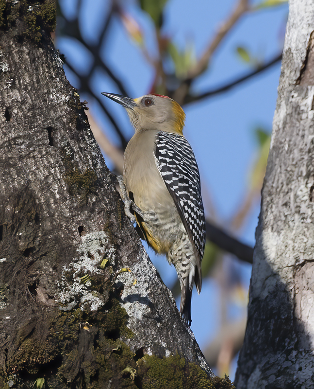Hoffmans_Woodpecker_17_Costa_Rica_042
