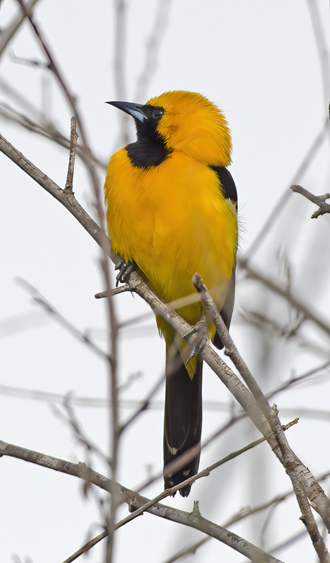 Hooded_Oriole_13_CA_002