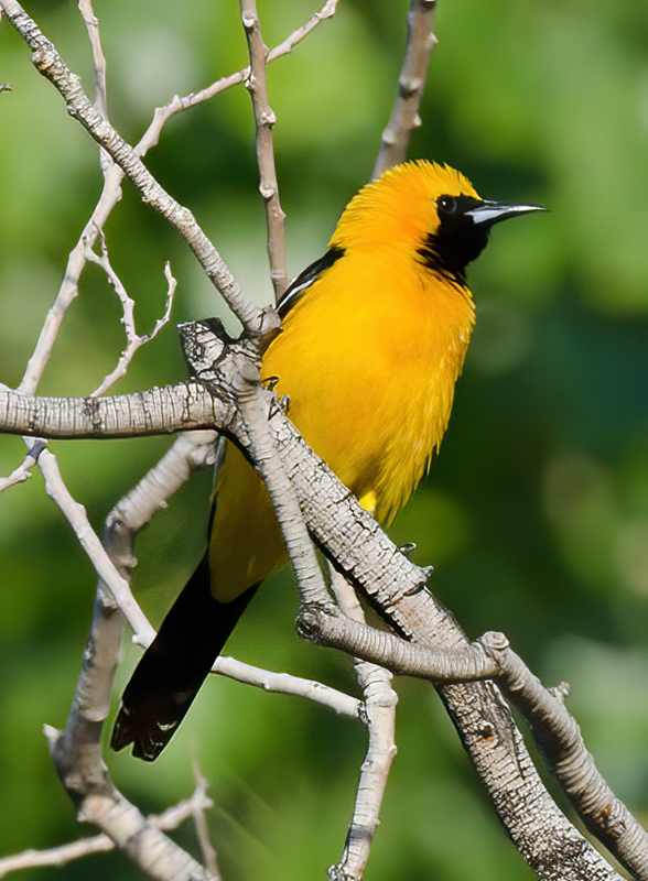 Hooded_Oriole_13_CA_029