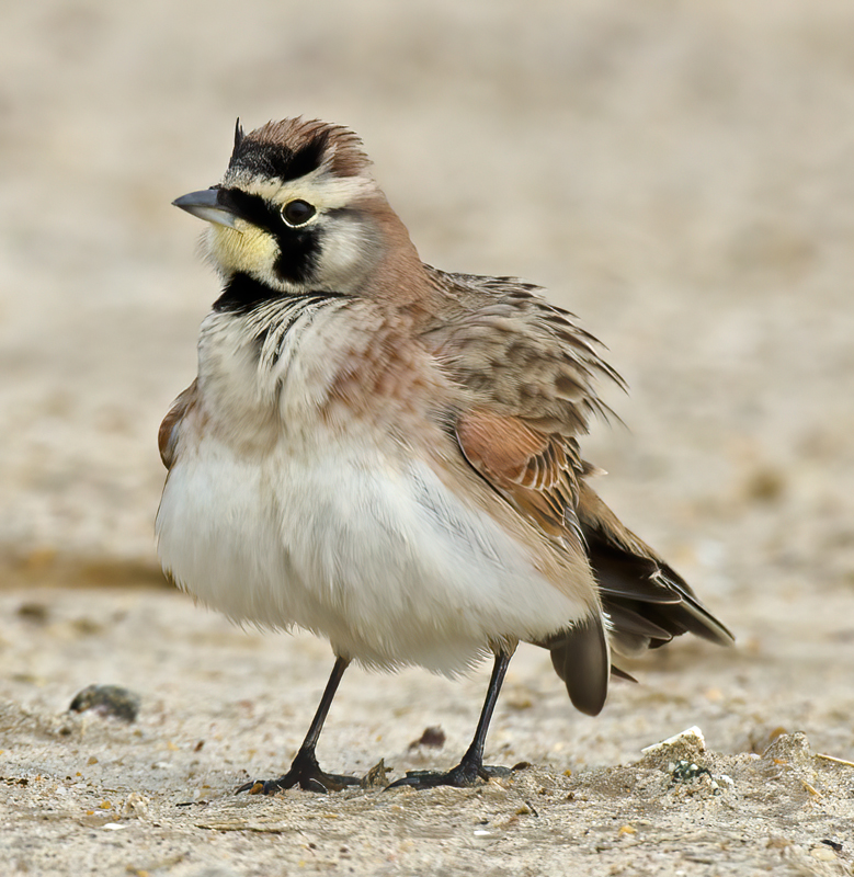 Horned_Lark_11_CA_045