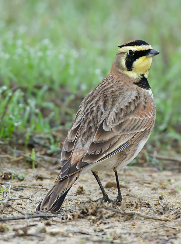 Horned_Lark_11_CA_064
