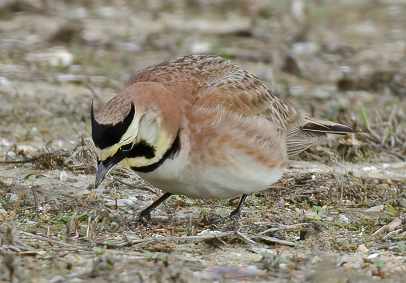 Horned_Lark_14_CA_008