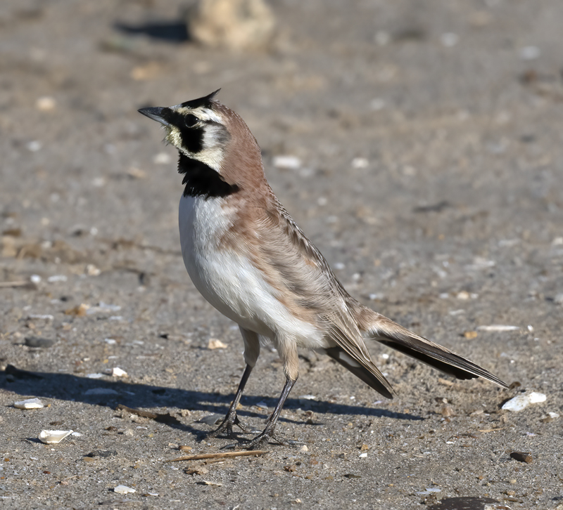 Horned_Lark_21_CA_014