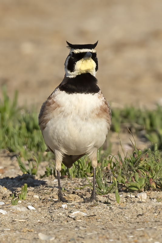 Horned_Lark_21_CA_018