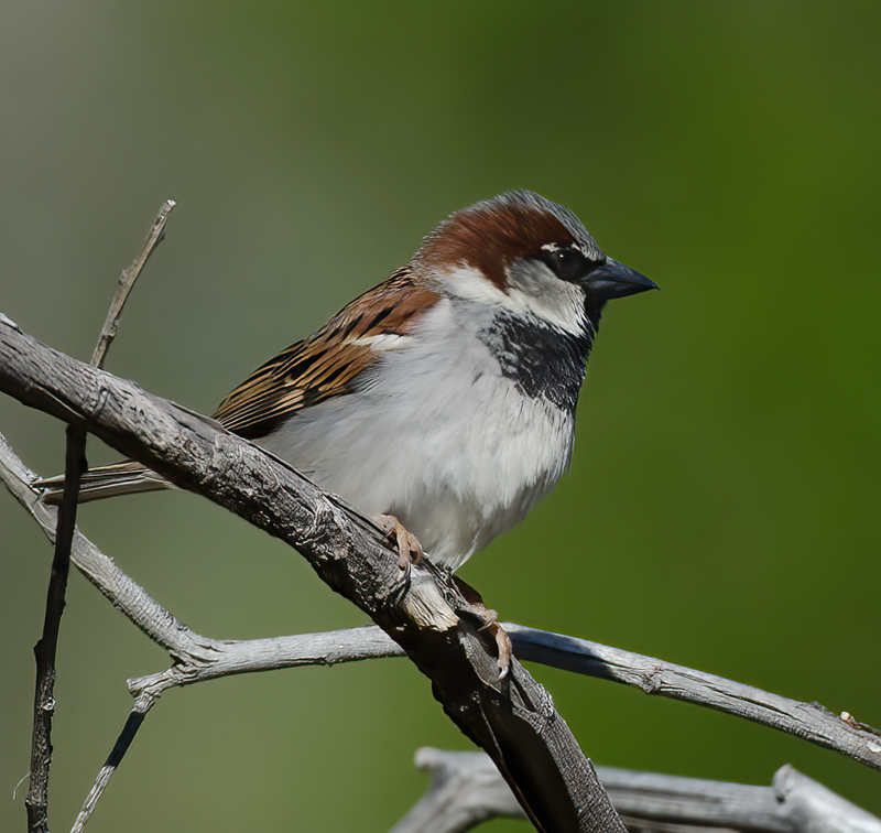 House_Sparrow_13_CA_001