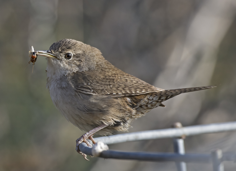 House_Wren_15_CA_075