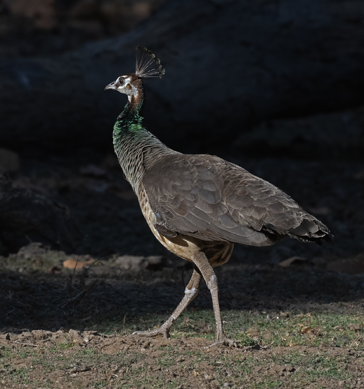 Indian_Peafowl_25_India_013