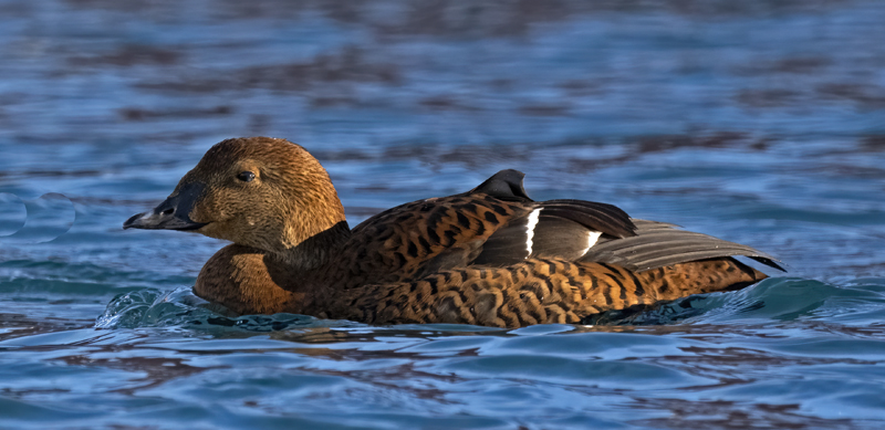 King_Eider_23_Norway_318