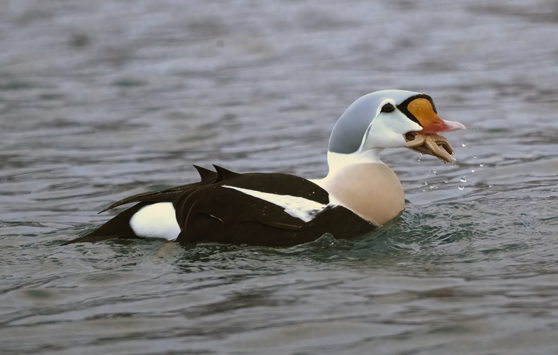 King_Eider_23_Norway_517
