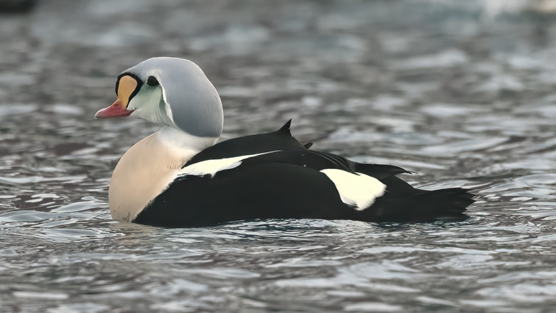 King_Eider_23_Norway_865