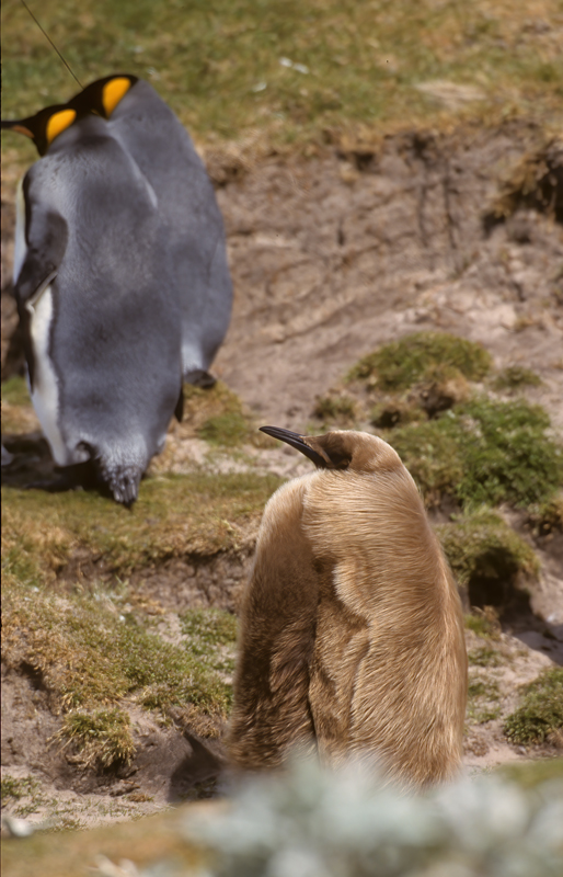 King_Penguin_98_Falklands_014