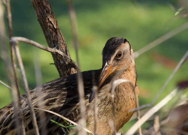 King_Rail_11_FL_044