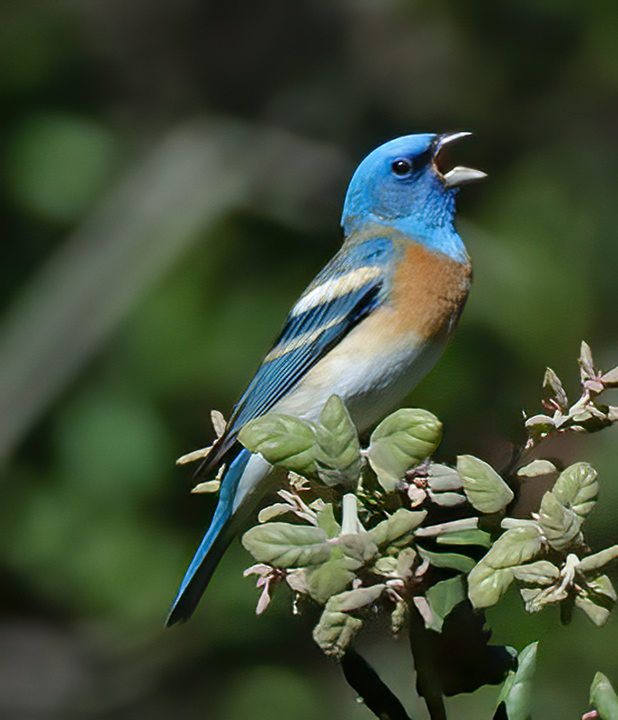 Lazuli_Bunting_14_CA_014