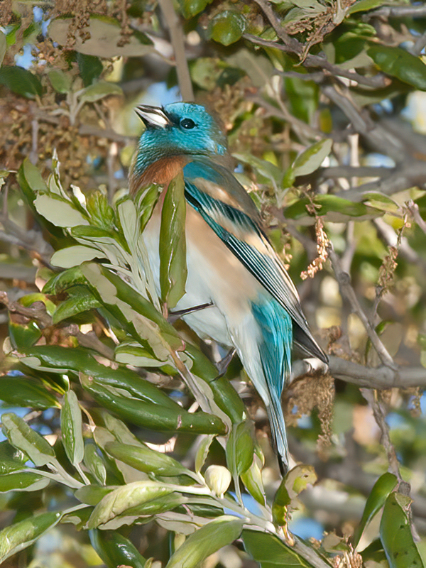 Lazuli_Bunting_14_CA_041