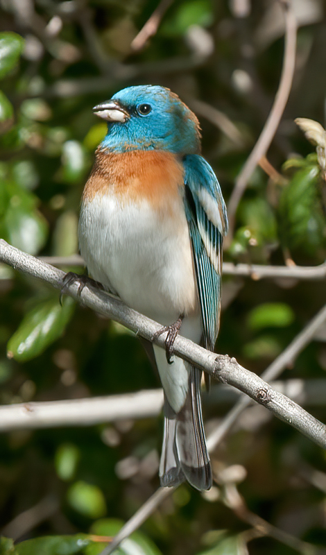 Lazuli_Bunting_14_CA_047