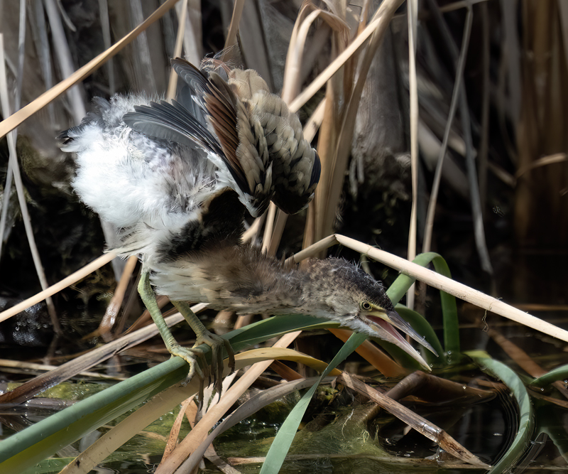 Least_Bittern_23_CA_L_588