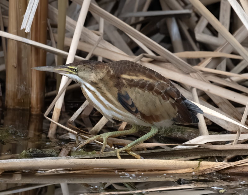 Least_Bittern_23_CA_L_595