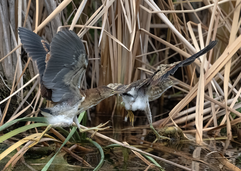 Least_Bittern_23_CA_L_602 (1)