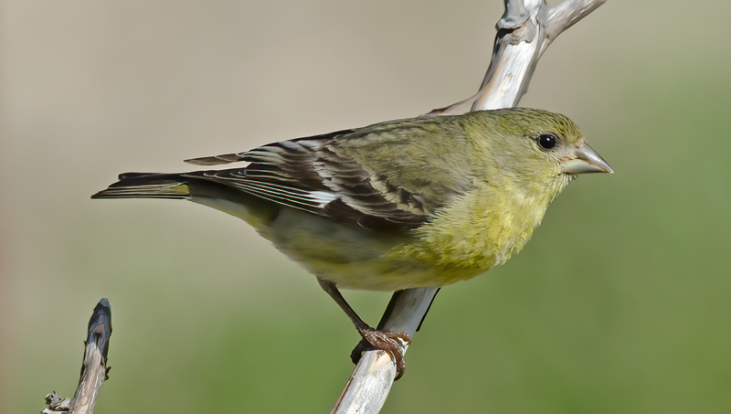 Lesser_Goldfinch_14_CA_020