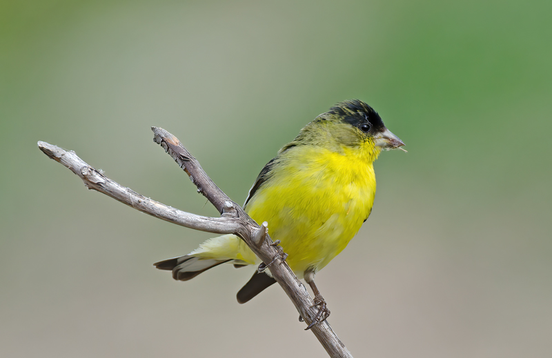 Lesser_Goldfinch_14_CA_024